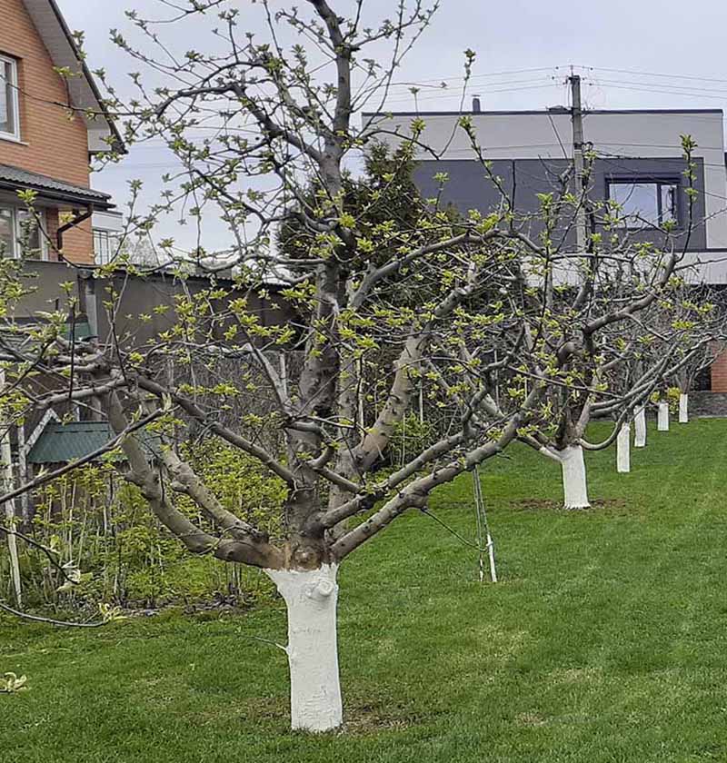 «Greentrava»: Догляд за садом (Київ, Київська область) — фото 1