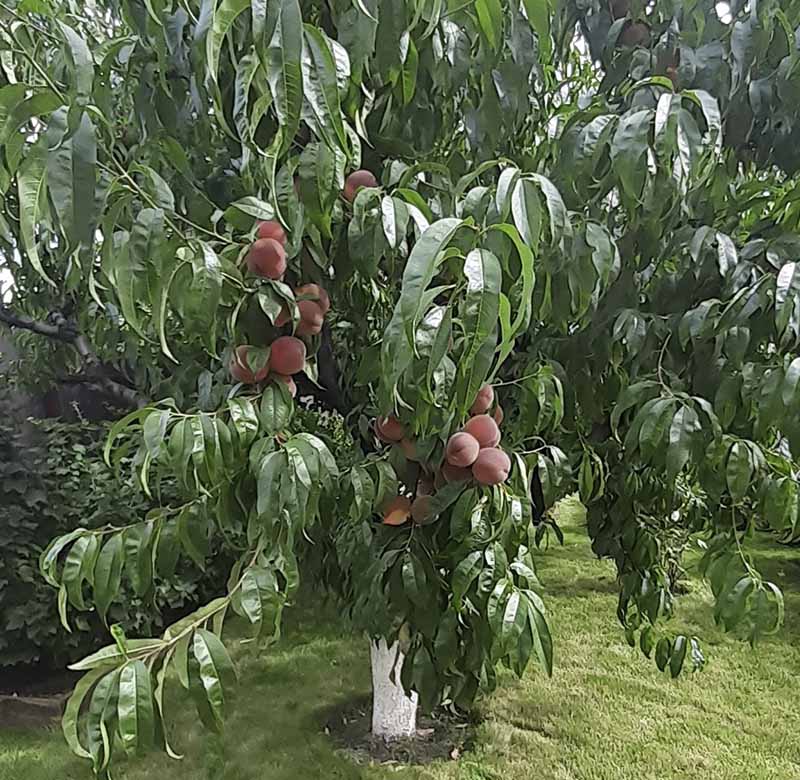 «Greentrava»: Догляд за садом (Київ, Київська область) — фото 3