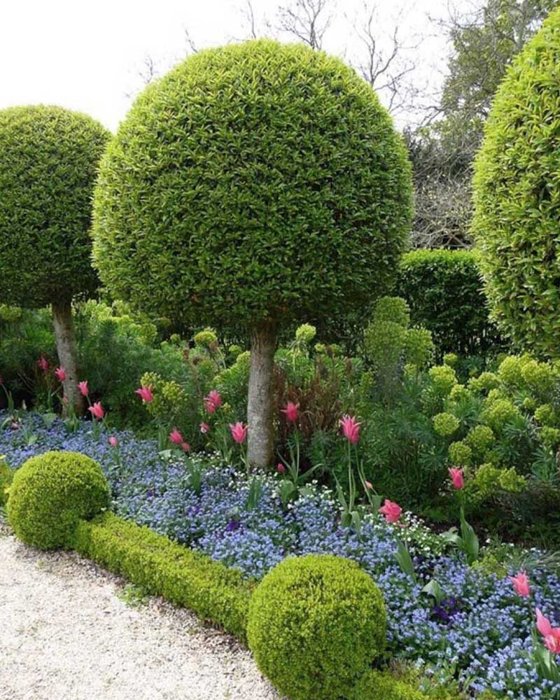 «Greentrava»: Фігурна стрижка кущів (Київ, Київська область) — фото 1