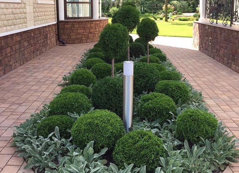 «Greentrava»: Фігурна стрижка кущів (Київ, Київська область) — фото 2