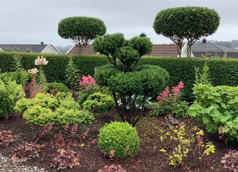 «Greentrava»: Фігурна стрижка кущів (Київ, Київська область) — фото 3