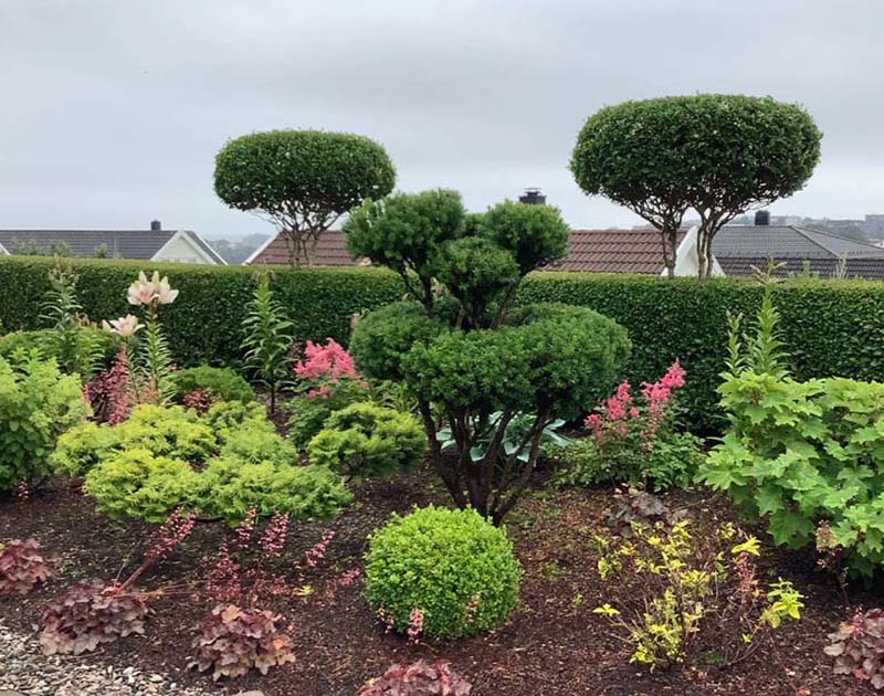 «Greentrava»: Фигурная стрижка кустов (Киев, Киевская область) – фото 3