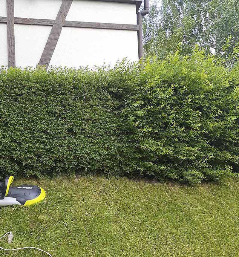 «Greentrava»: Комплексний догляд за територією (Київ, Київська область) – фото 2