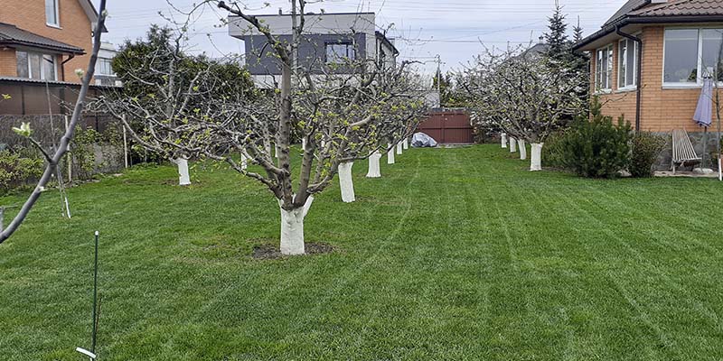 «Greentrava»: Комплексний догляд за територією (Київ, Київська область) – фото 3