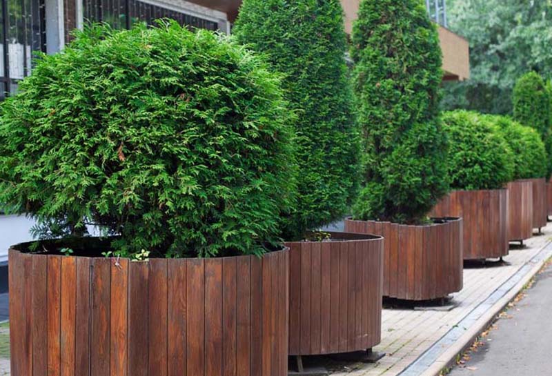 «Greentrava»: Контейнерне озеленення (Київ, Київська область) – фото 3