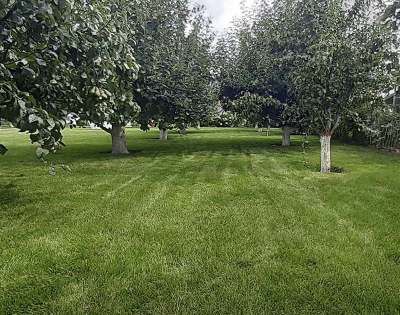 «Greentrava»: Облаштування плодово-ягідного саду (Київ, Київська область) – фото 1