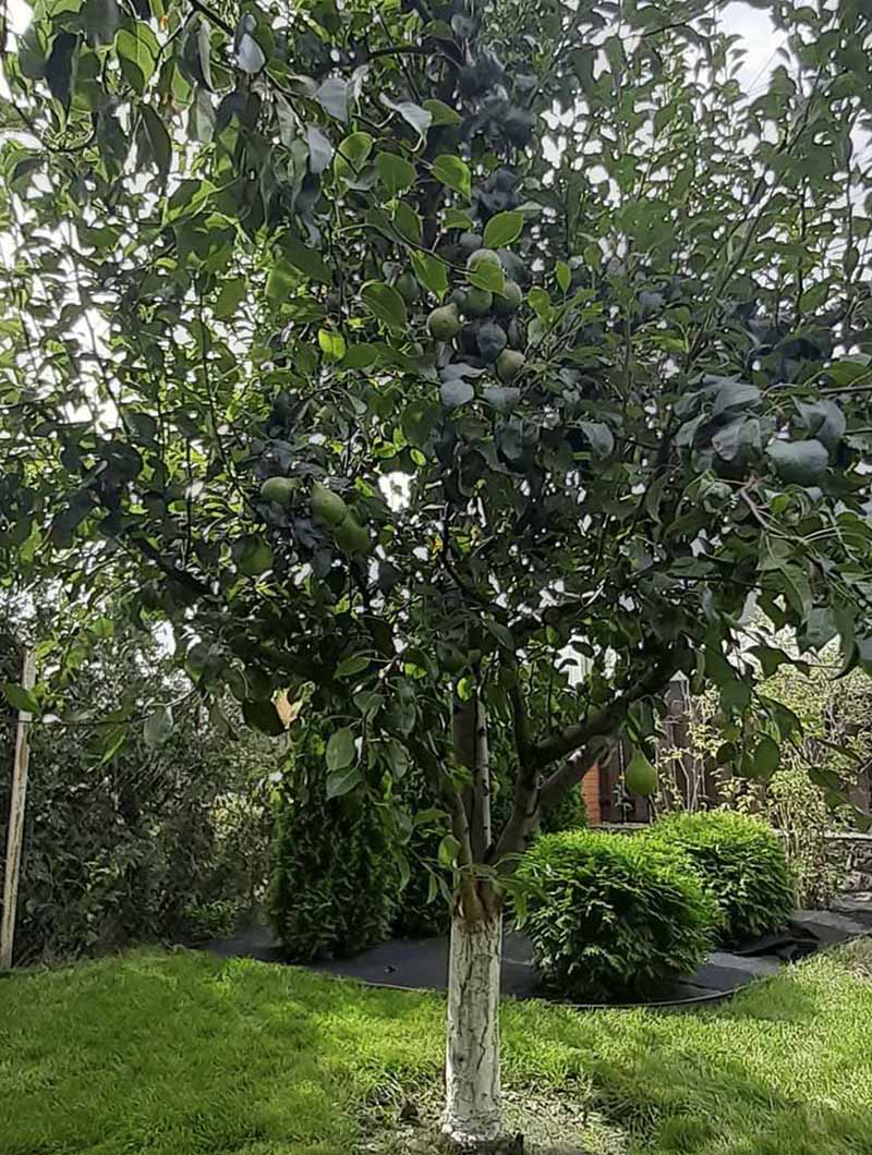 «Greentrava»: Облаштування плодово-ягідного саду (Київ, Київська область) – фото 2