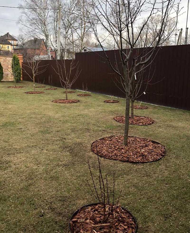 «Greentrava»: Обустройство плодово-ягодного сада (Киев, Киевская область) – фото 3