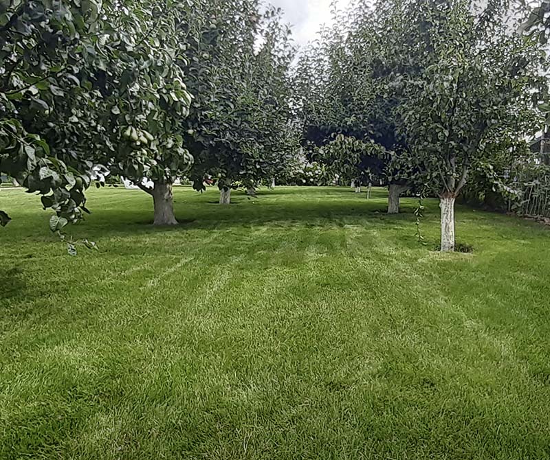 «Greentrava»: Обустройство плодово-ягодного сада (Киев, Киевская область) – фото 1