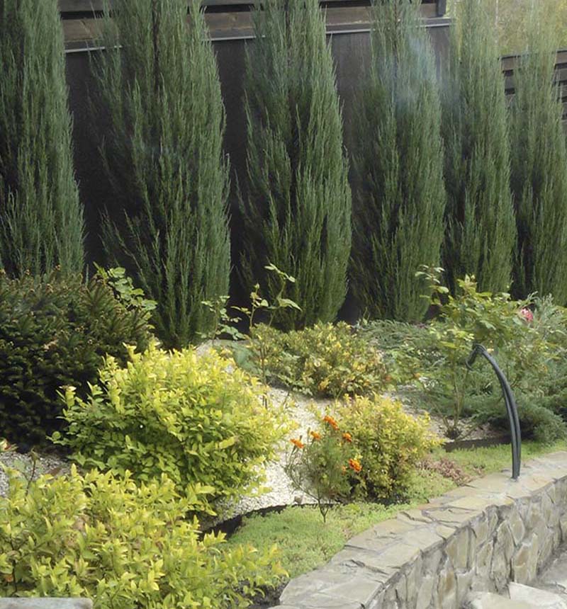 «Greentrava»: Озеленення ділянок (Київ, Київська область) – фото 2