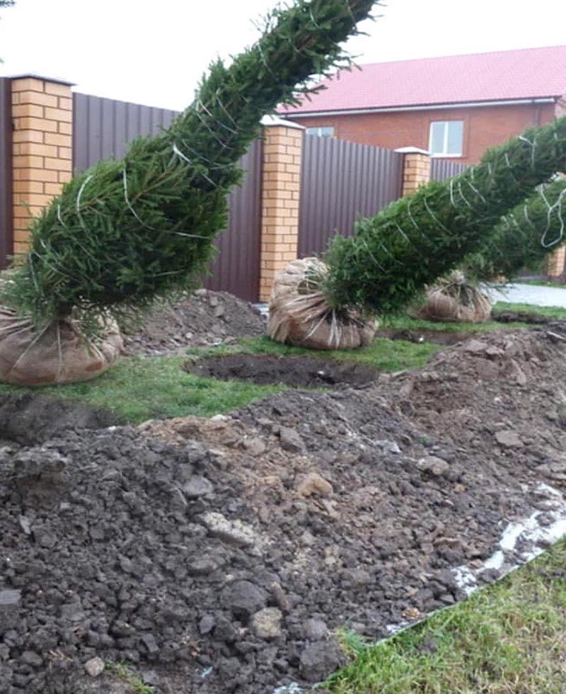 «Greentrava»: Посадка крупномеров (Киев, Киевская область) – фото 2