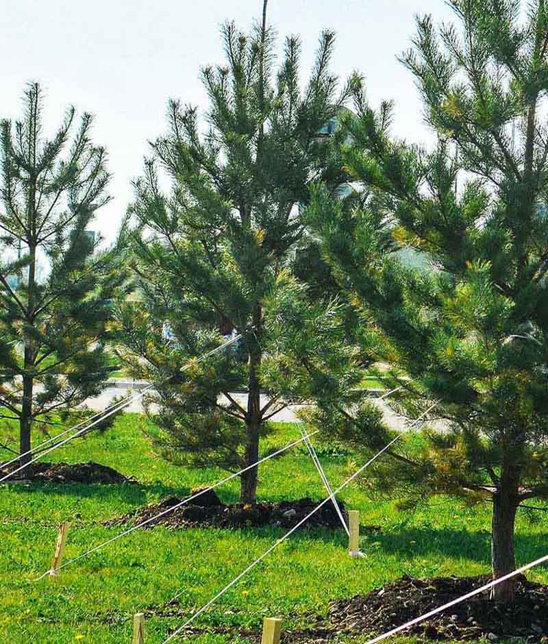 «Greentrava»: Посадка крупномірів (Київ, Київська область) – фото 1