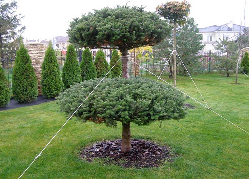 «Greentrava»: Посадка крупномірів (Київ, Київська область) – фото 3