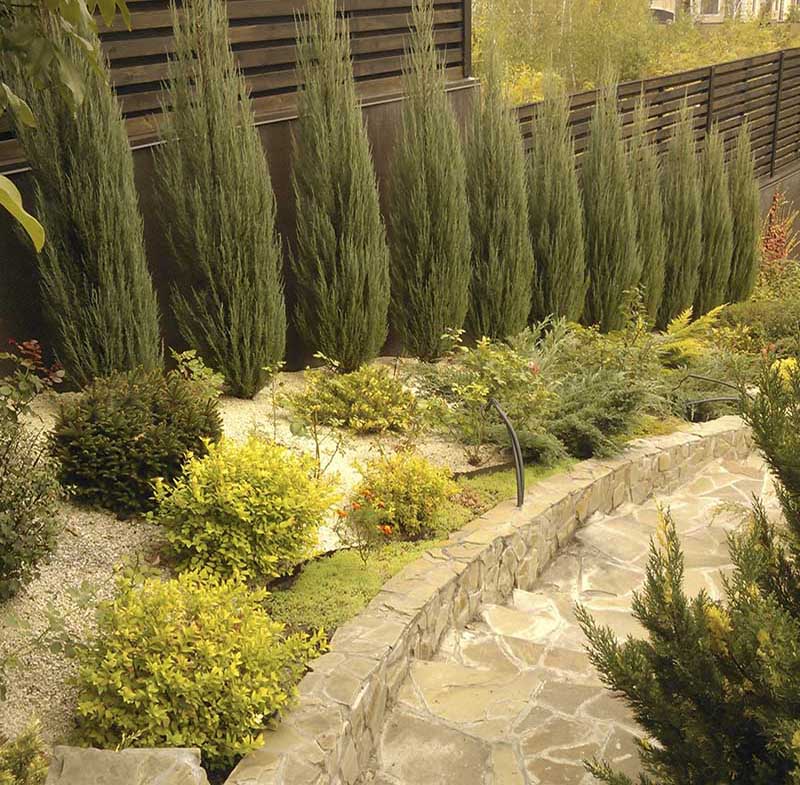 «Greentrava»: Посадка растений (Киев, Киевская область) – фото 2