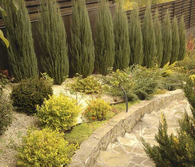 «Greentrava»: Посадка рослин (Київ, Київська область) – фото 2