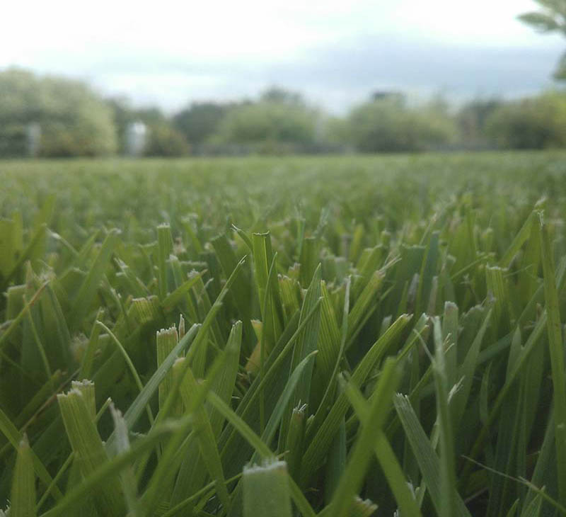 «Greentrava»: Уход за газоном (Киев, Киевская область) – фото 1