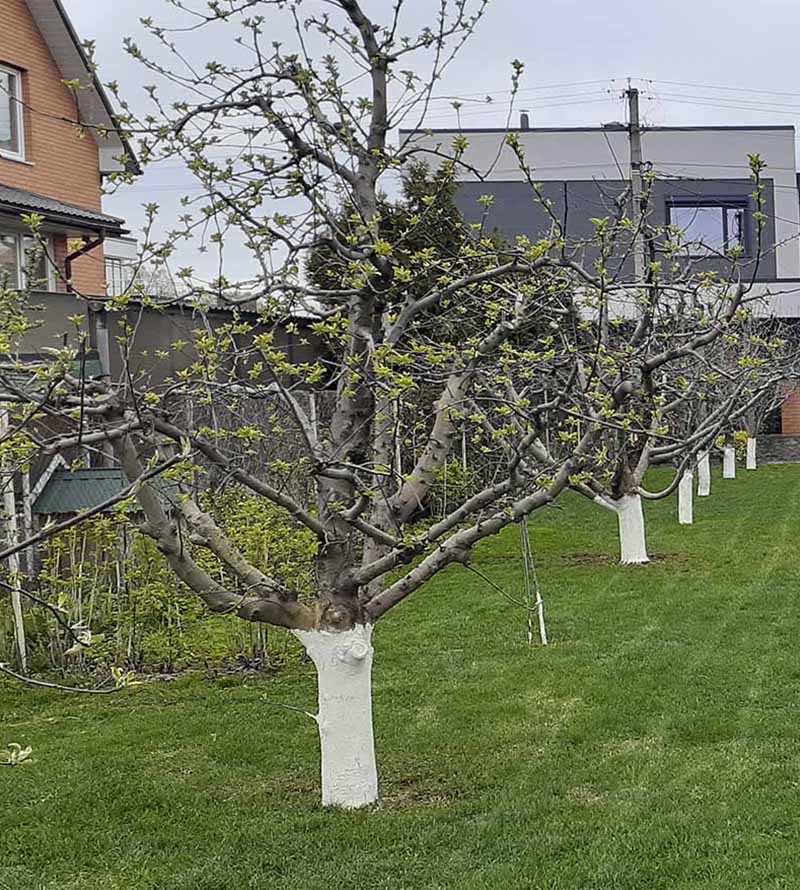 «Greentrava»: Уход за газоном (Киев, Киевская область) – фото 1