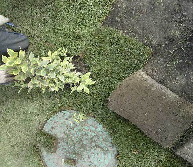 «Greentrava»: Укладання рулонного газону (Київ, Київська область) – фото 1