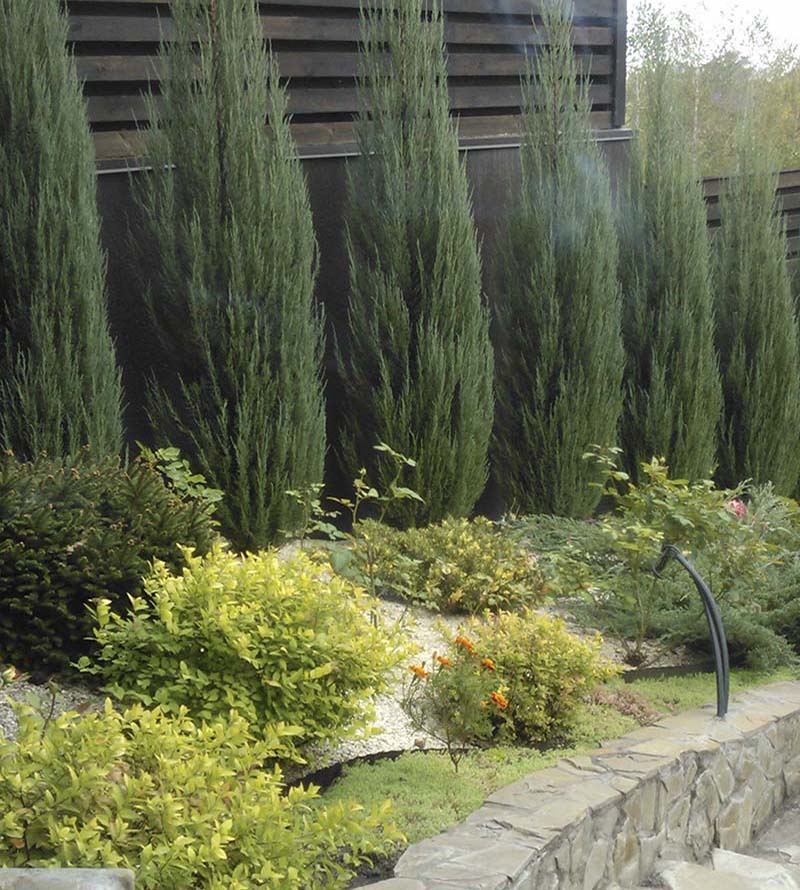 «Greentrava»: Живая изгородь (Киев, Киевская область) – фото 1