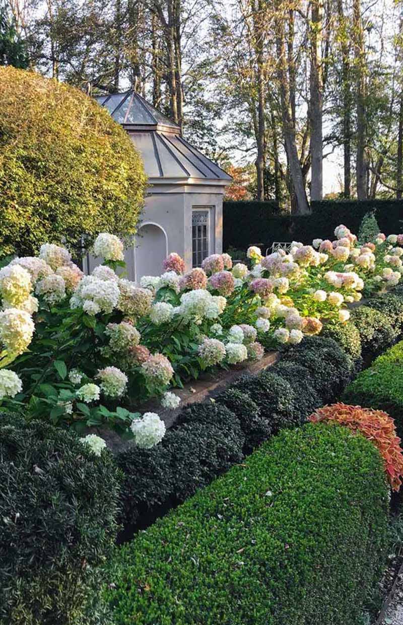 «Greentrava»: Живая изгородь (Киев, Киевская область) – фото 2