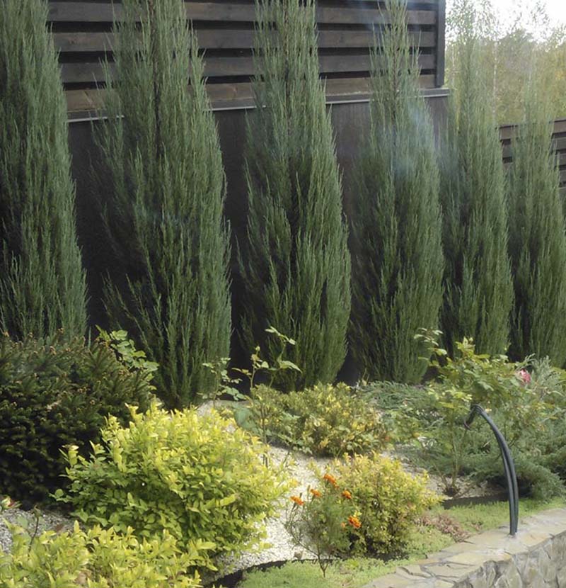 «Greentrava»: Жива огорожа (Київ, Київська область) – фото 1